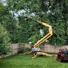 Comanche, TX Tree Removal and Landscaping Services Company